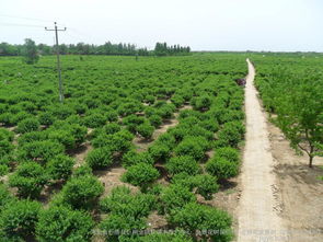河北綠化苗木金銀花樹價格綠化樹苗金銀花樹批發(fā)圖片 高清圖 細節(jié)圖 河北省巨鹿縣巨翔金銀花苗木推廣中心,金銀花樹苗價格,金銀花盆景樹,四季樹形金銀花 Hc360慧聰網(wǎng)