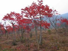 火炬價(jià)格走勢(shì)--廠家直銷火炬苗,哪里有賣圖片|火炬價(jià)格走勢(shì)--廠家直銷火炬苗,哪里有賣產(chǎn)品圖片由山東側(cè)柏苗木繁育基地公司生產(chǎn)提供-