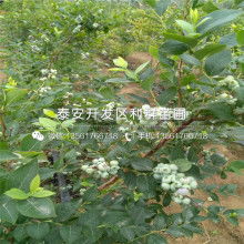 充電寶愛國(guó)者價(jià)格 充電寶愛國(guó)者公司 圖片 視頻