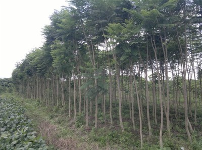 福建綠化苗木批發(fā)/漳州藍花楹批發(fā)|一淘網(wǎng)優(yōu)惠購|購就省錢