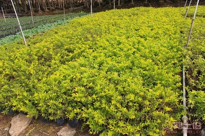 【黃金葉種植基地、基地直銷、質優價廉】綠化苗木,價格,廠家,供應商,花木,龍海市東泗興輝園藝場 - 產品庫