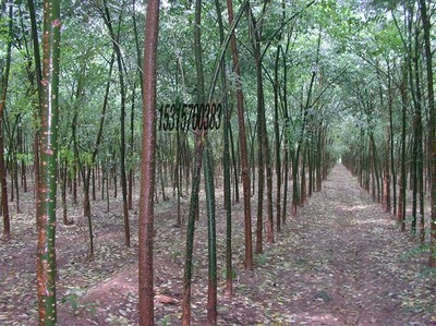 耐寒苗木、北欒、垂柳、旱柳、國槐圖片
