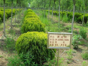 龜甲冬青盆景圖冊