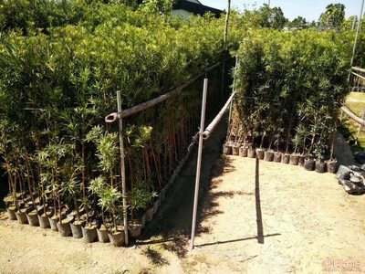 【羅漢松培養基地、羅漢松小苗直銷、質優價廉】綠化苗木,價格,廠家,供應商,花木,龍海市東泗興輝園藝場 - 產品庫