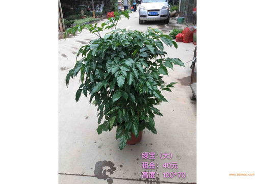 漳州苗木價格 旭璐綠化工程為您提供稱心的苗木花卉,漳州苗木價格 旭璐綠化工程為您提供稱心的苗木花卉生產(chǎn)廠家,漳州苗木價格 旭璐綠化工程為您提供稱心的苗木花卉價格