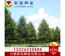 苗木產品庫 助力園林綠化與產業(yè)發(fā)展