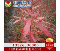 優(yōu)化苗木產品庫策略，提升園林綠化行業(yè)競爭力