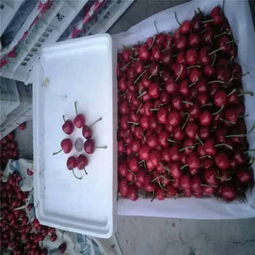 克拉瑪依市矮化櫻桃苗低價熱銷，品質保障助力林業(yè)種植