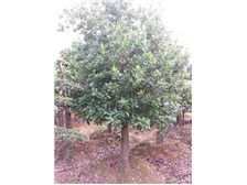 長沙市雨花區(qū)瑞達(dá)綠化苗木場(chǎng)花卉種植產(chǎn)品展示