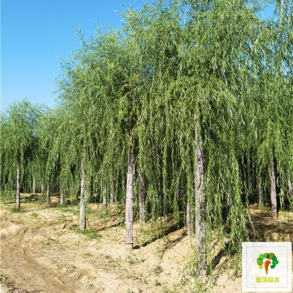 山東濟(jì)南金林苗木 林業(yè)種植的專(zhuān)業(yè)力量與產(chǎn)品大全