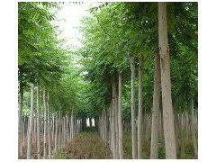 優(yōu)質(zhì)平頭白蠟苗木供應(yīng) 10公分粗、2年冒、冠幅3米、樹(shù)干筆直