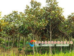 走進(jìn)亮亮園林 廣玉蘭與花卉種植的詩(shī)意四季
